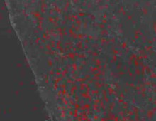 Mapowanie siarki (czerwone punkty) na granuli nawozu