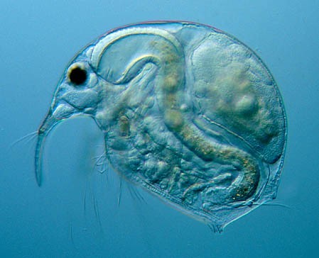 IV Krajowa Konferencja Zooplanktonowa pt.: „Wpływ zmian klimatu na funkcjonowanie zespołów zooplanktonu”