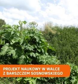 Stop barszczowi Sosnowskiego: Polska i Ukraina razem w projekcie „Zero Heracleum”