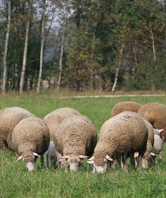 Informacje medialne na temat treningowego wypasu owiec nad Zalewem Zemborzyckim