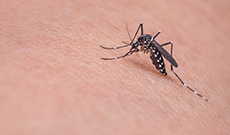 Czy zima wpływa na populację komarów i kleszczy - dr Klaudiusz Szczepaniak