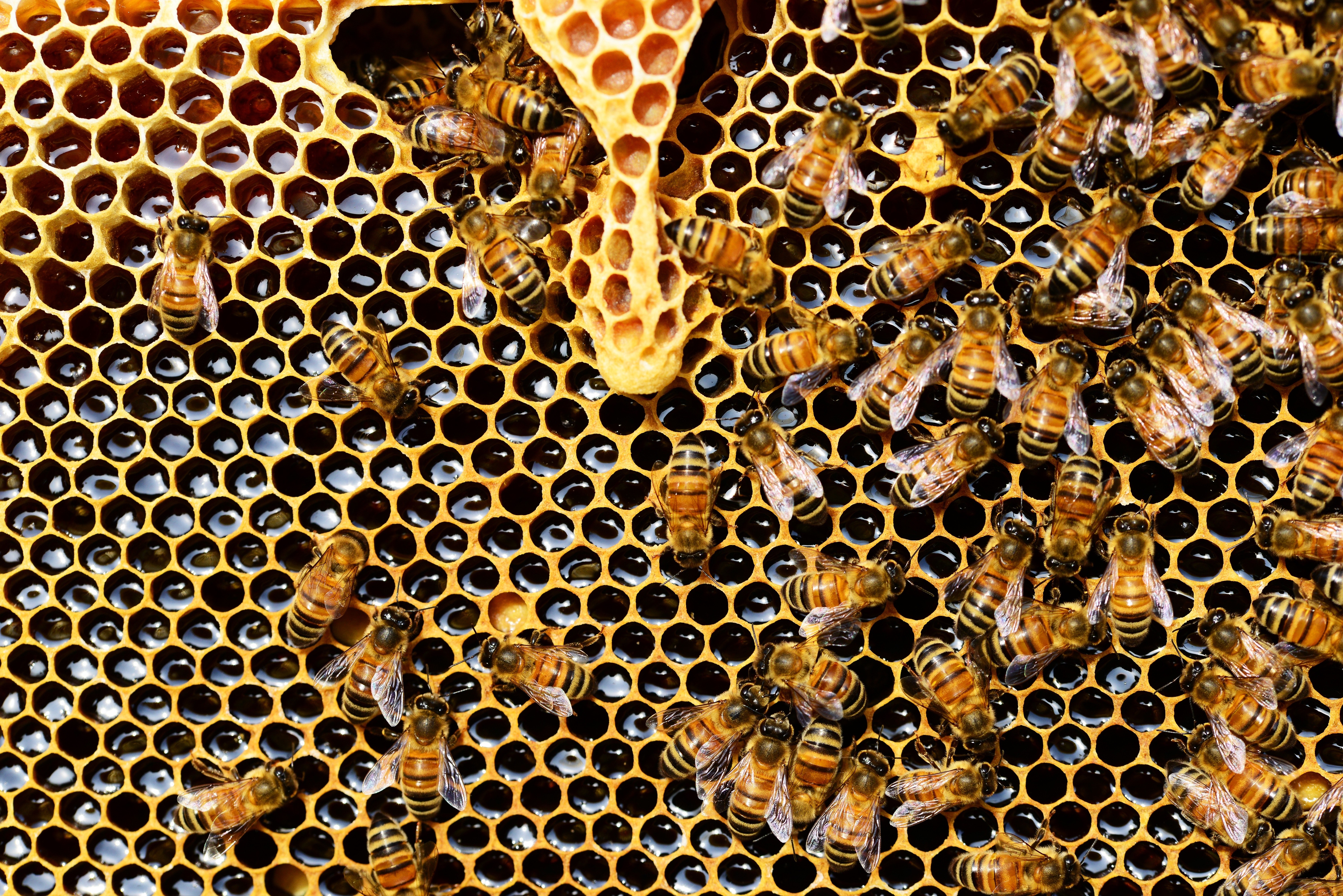 Zimna aura źle wpływa na pszczoły - prof. Krzysztof Olszewski