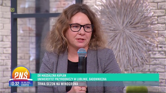 Dr hab. Magdalena Kapłan w TVP2 „Pytanie na Śniadanie” o uprawie winogron w Polsce