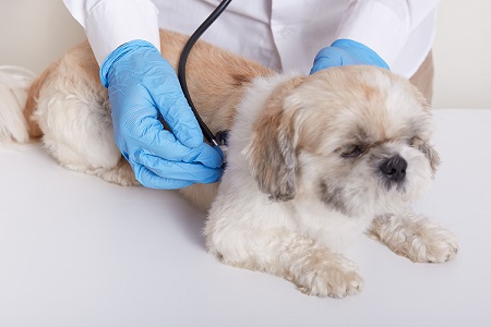 Lekarze weterynarii UP w Lublinie leczyli psy, które zostały odebrane od znęcającej się nad nimi właścicielki