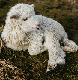 Naukowcy UP opowiadają o hodowli owiec i kozy sandomierskiej na terenie Lubelszczyzny