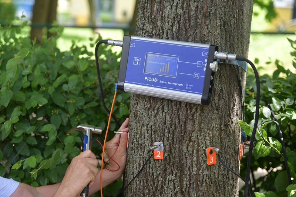 Badanie drzewa za pomocą tomografu dźwiękowego -fot. Alicja Jaroszewska
