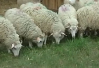 Owce z Uniwersytetu Przyrodniczego w Lublinie na wypasie w Janowcu