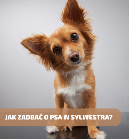 Jak zadbać o psa w Sylwestra?