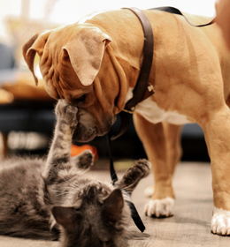 Zaproszenie na posiedzenie naukowe PTNW: „Emocje u psów i kotów”