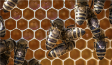 Media o Naukowej Konferencji Pszczelarskiej 'Nauka w praktyce'