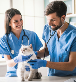 Admission webinar: study Veterinary Medicine!