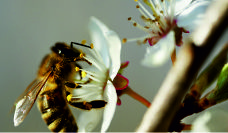 Unikatowe badania pszczół w Katedrze Ekofizjologii Bezkręgowców i Biologii Eksperymentalnej