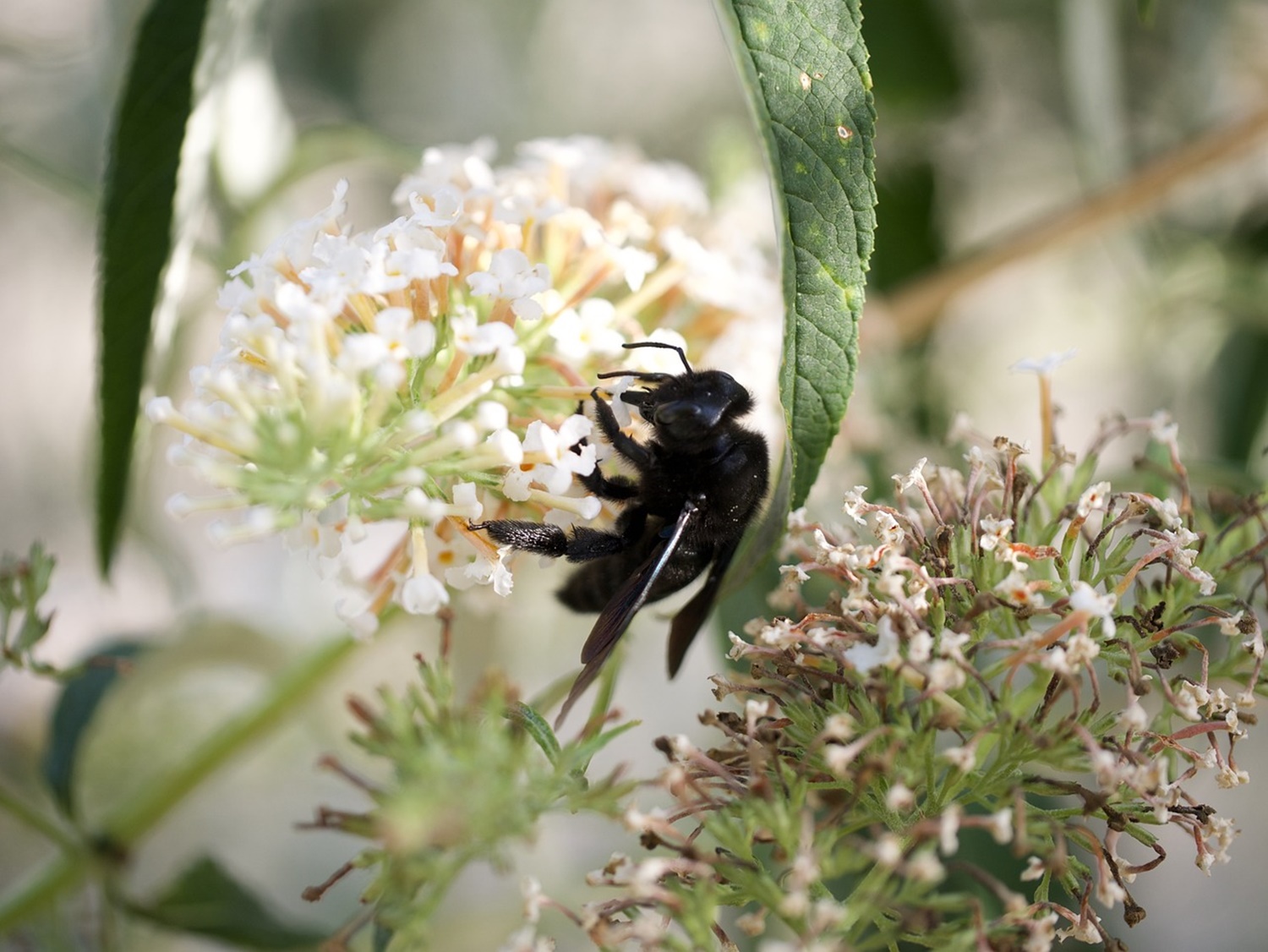 zadrzechnia fioletowa - pszczoła na białych kwiatach