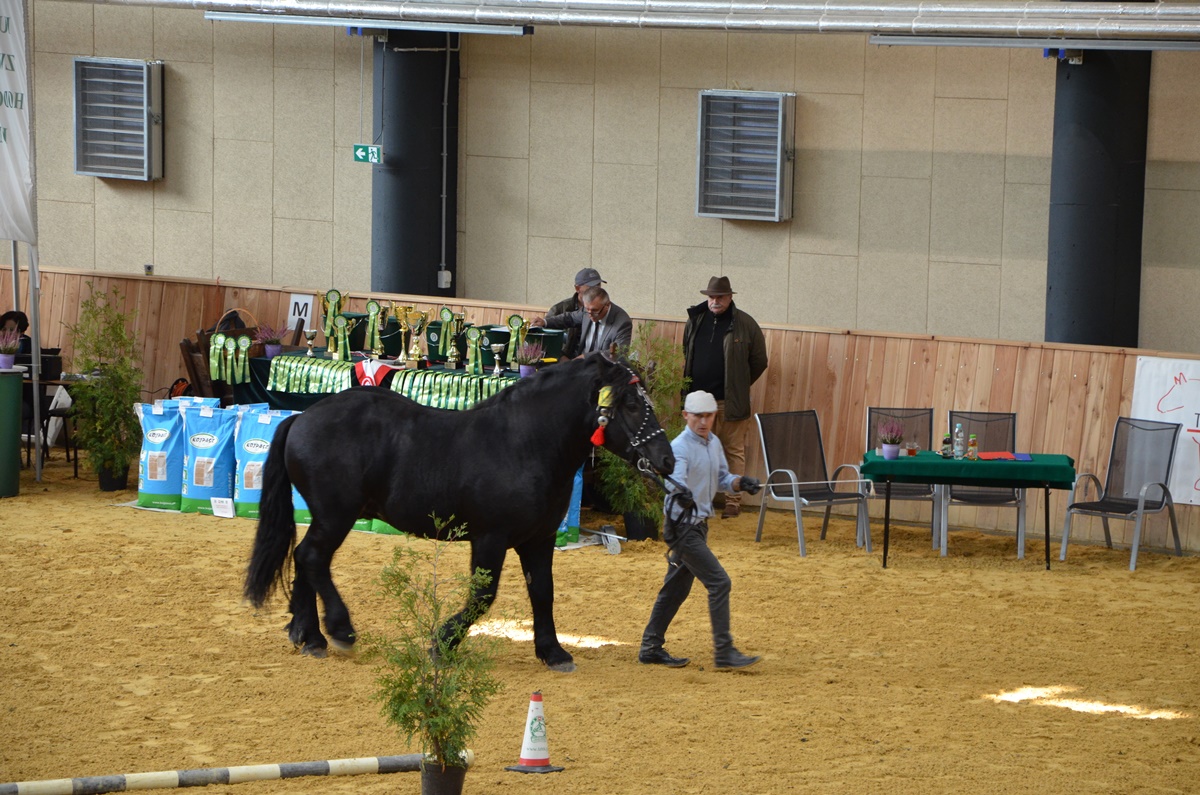 aukcja koni na arenie konnej UP w Lublinie