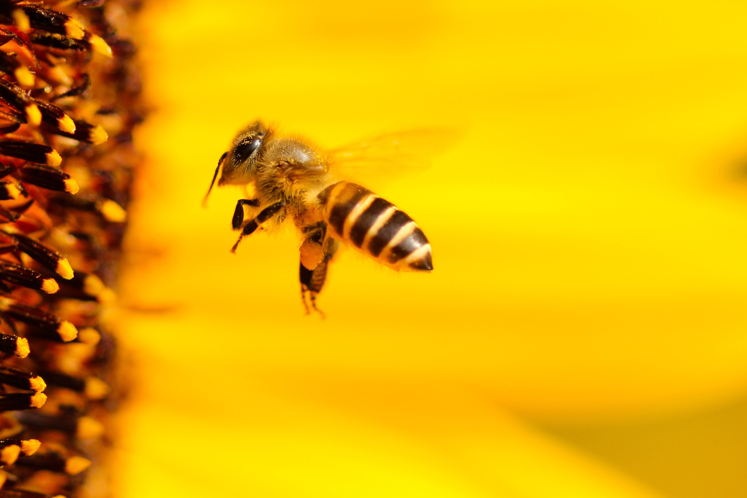 pszczoła na tle żółtego kwiatka