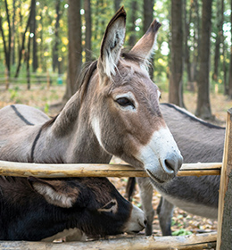 Posiedzenie naukowe PTNW: 'Why to keep a donkey in the Zoo? (Pilot study from Algeria)'