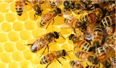 Izolatory z Zakładu Pszczelnictwa chronią pszczoły - tłumaczy prof. dr hab. Grzegorz Borsuk