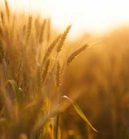 Odporność zbóż na patogeny biotroficzne – gdzie i jak ją znaleźć? Cykl: “Nauki Rolnicze XXI wieku”