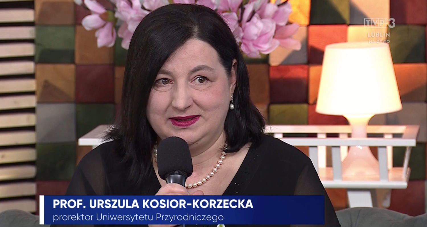 Prorektor Urszula Kosior-Korzecka, z mikrofonem w tle różowe magnolie, wywiad 