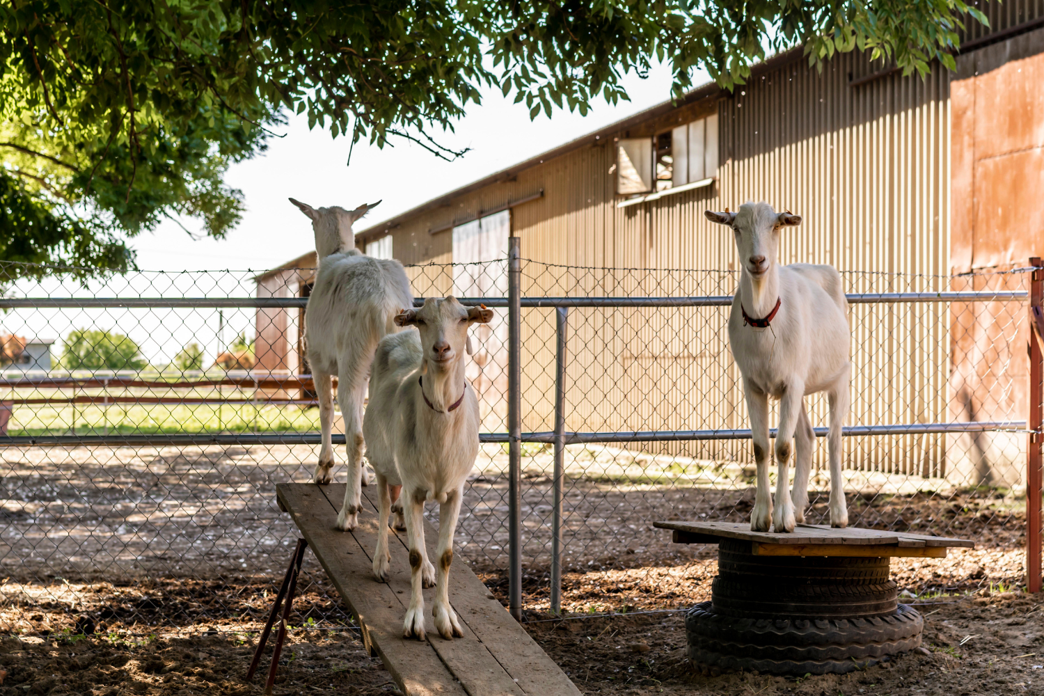 trzy kozy za ogrodzeniem, patrząc w kamerę