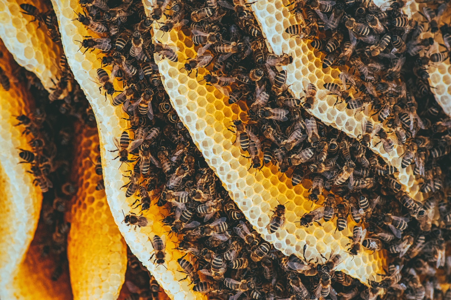rój pszczół na plastrze