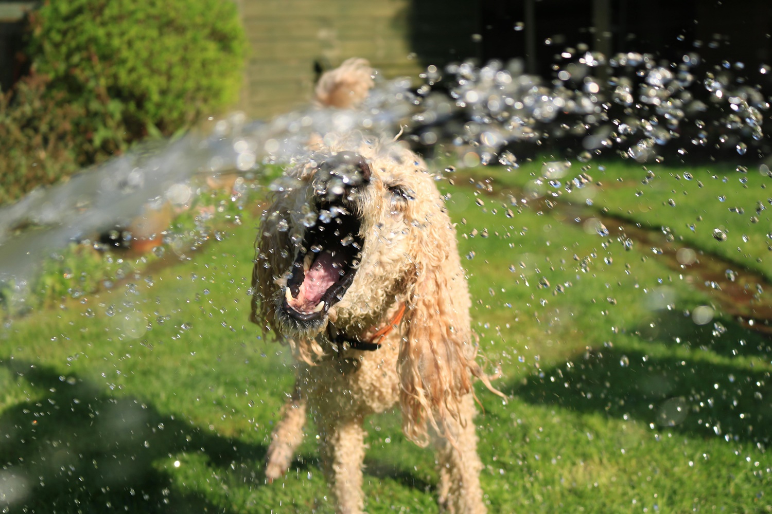 oblewany woda pies z otwartym pyskiem na tle trawy