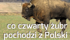 Żubry, wilki, jelenie - czyli wizyta Białowieży - dr hab. Michał Krzysiak, prof. uczelni
