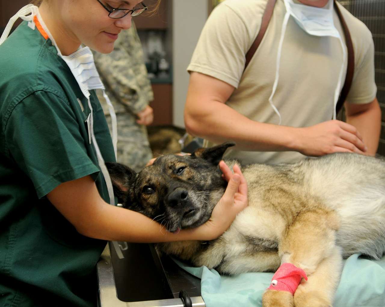 10th International Scientific Conference of Veterinary Medicine Students