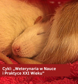 „Szczur - wielkie serce i wielkie problemy” - cykl: „Weterynaria w Nauce i Praktyce XXI Wieku” cz.1