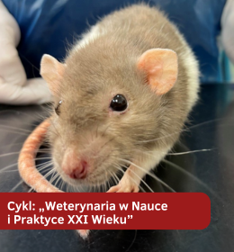 „Szczur - wielkie serce i wielkie problemy” - cykl: „Weterynaria w Nauce i Praktyce XXI Wieku” cz. 2
