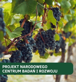 Nasz Uniwersytet w międzynarodowym projekcie chorób wirusowych winorośli NCBR