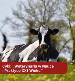 Wpływ kwercetyny na poziom liczby komórek somatycznych w mleku krowim