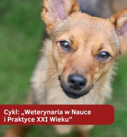 Film łzowy psów - nowe kierunki badań - cykl: „Weterynaria w Nauce i Praktyce XXI Wieku”