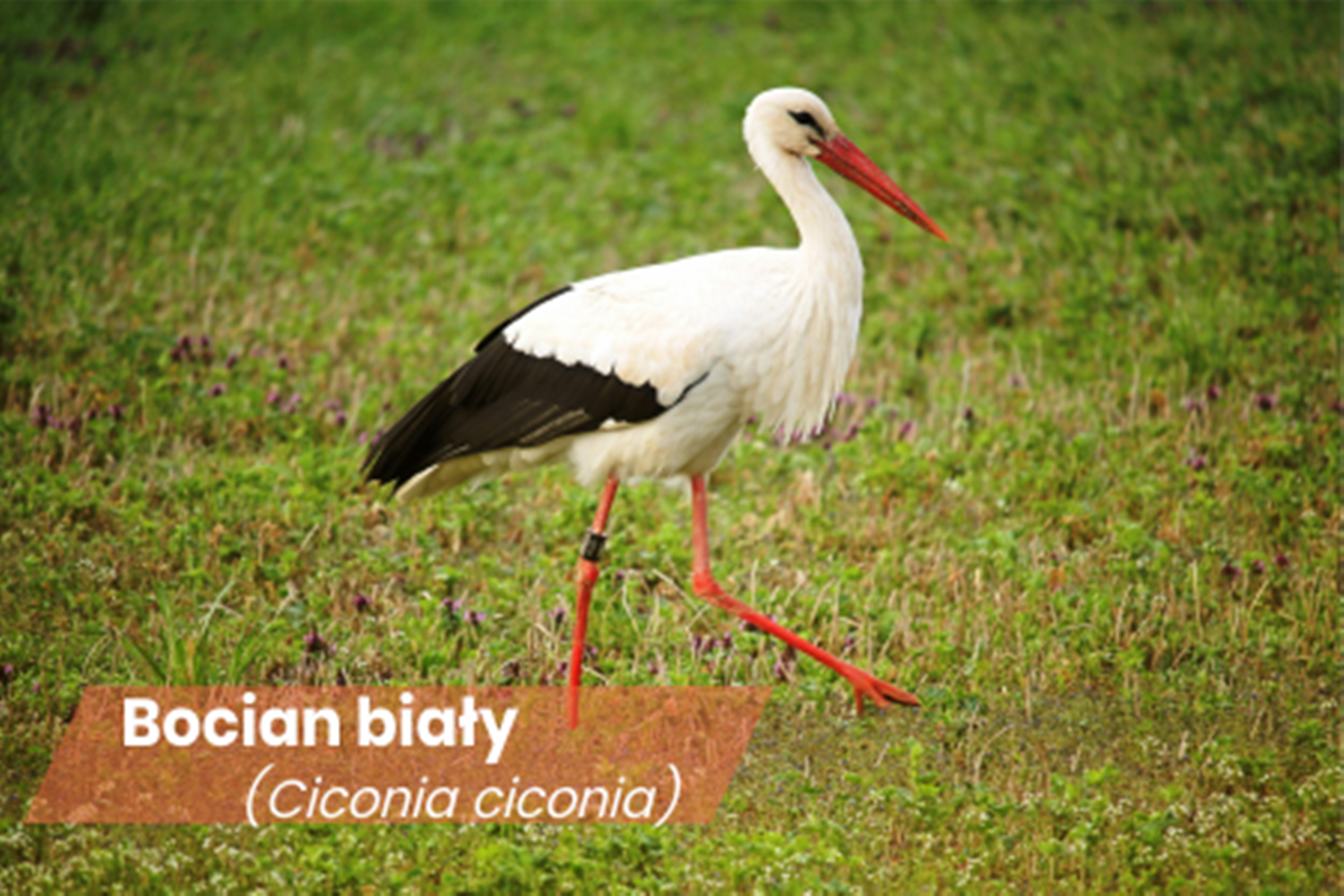 bocian biały na tle łąki