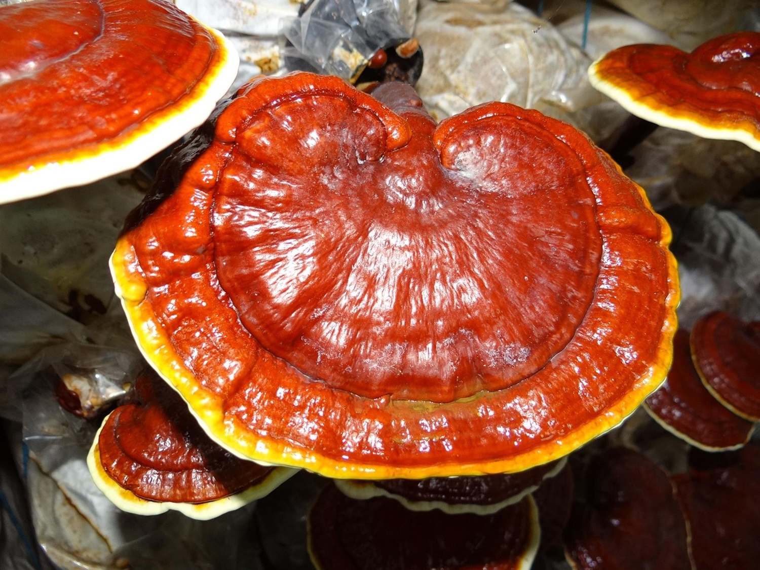 zbliżenie grzyba ganoderma lucidum