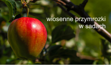 Wiosenne przymrozki w sadach - dr Tomasz Lipa