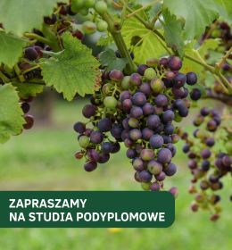 Uprawa winorośli i winiarstwo – nauka zakorzeniona w tradycji, smakująca przyszłością