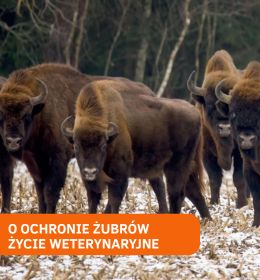 Aspekty zdrowotne populacji żubrów - wywiad z dr. hab. n. wet. Michałem Krzysiakiem