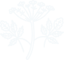Ochrona bioróżnorodności obszarów transgranicznych Ukrainy i Polski przed inwazyjnymi populacjami barszczu (Heracleum)