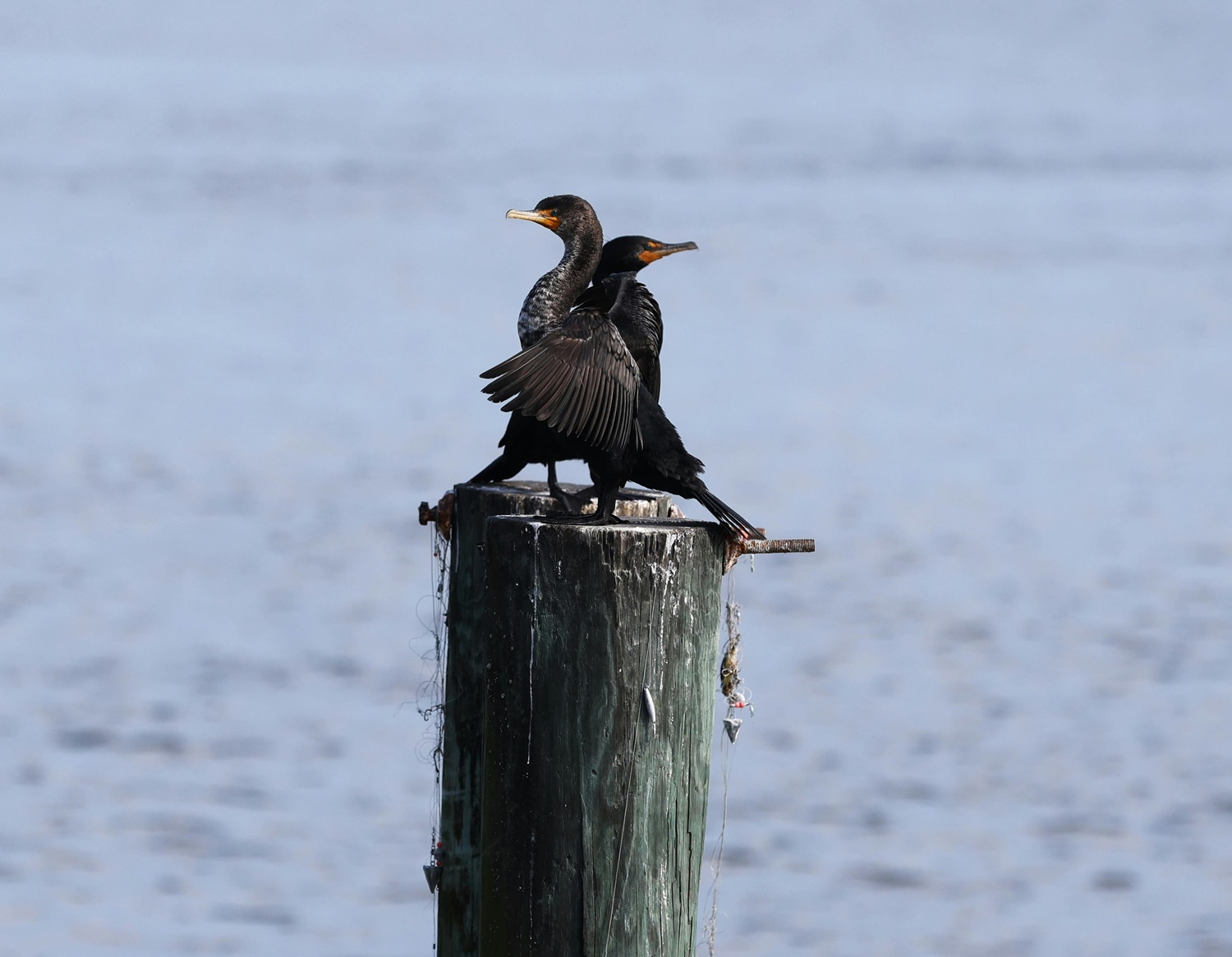dwa czarne kormorany na drewnianym słupie, w tle - woda