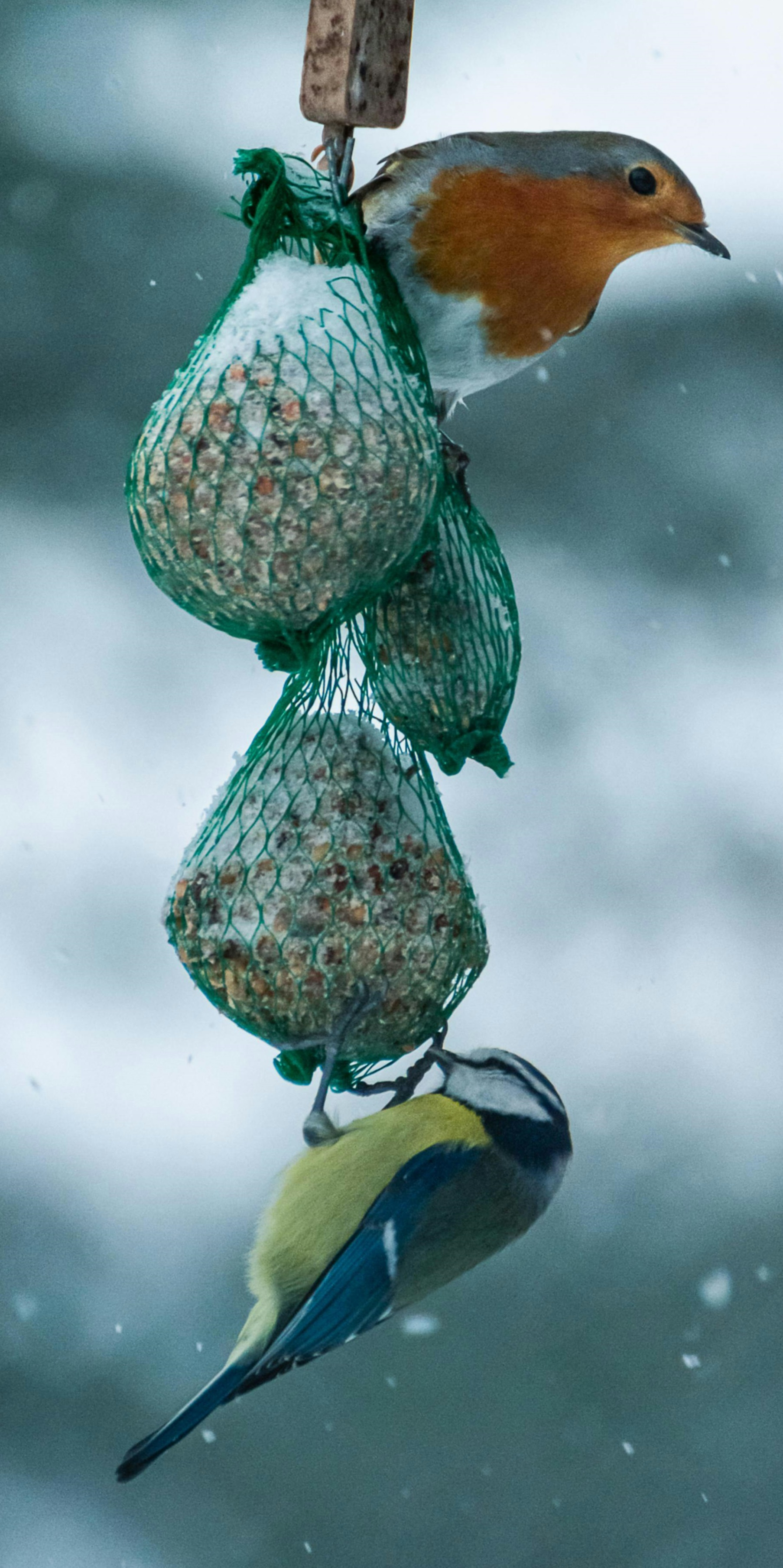 dwa ptaki jedzą zimą ziarna zawieszone w&nbsp;siatkach