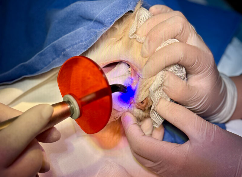 kot podczas zabiegu stomatologicznego