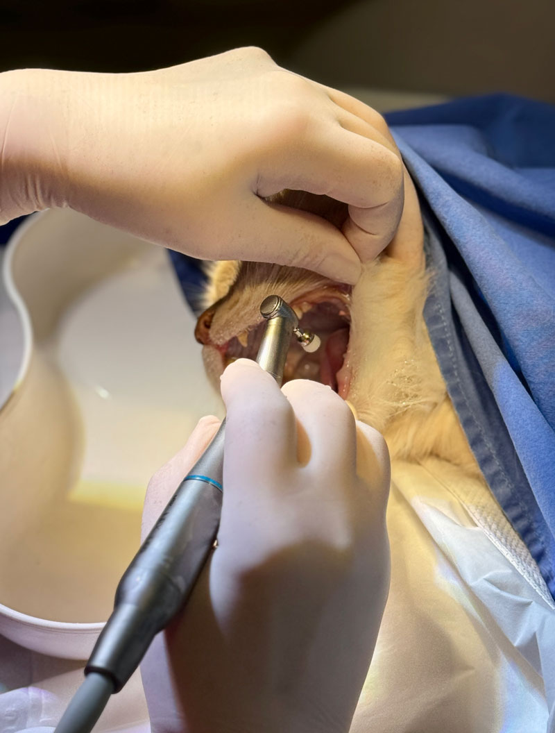 kot podczas zabiegu stomatologicznego