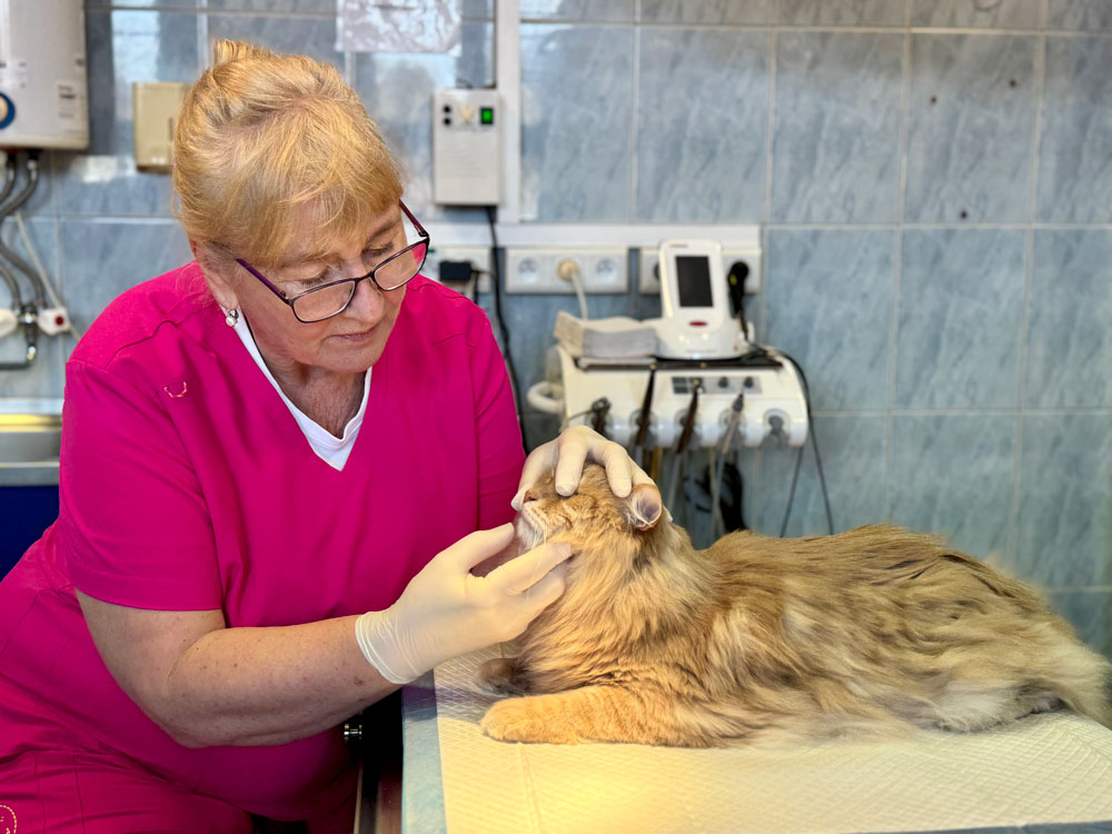 prof. I.Polkowska z kotem