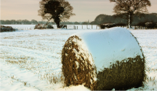 Czy to już koniec zimy? - odpowiada dr Ewelina Flis-Olszewska