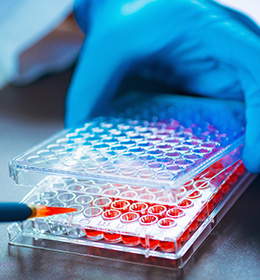 Warsztaty z podstaw hodowli komórek zwierzęcych oraz testów do oceny żywotności komórek i cytotoksyczności substancji