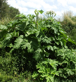 Zalecenia metodyczne dotyczące praktycznego zwalczania barszczu