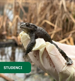 Studenci na ratunek płazom