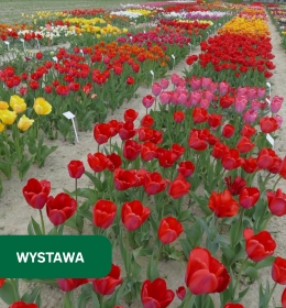 „Dni Tulipana” w Gospodarstwie Doświadczalnym na Felinie