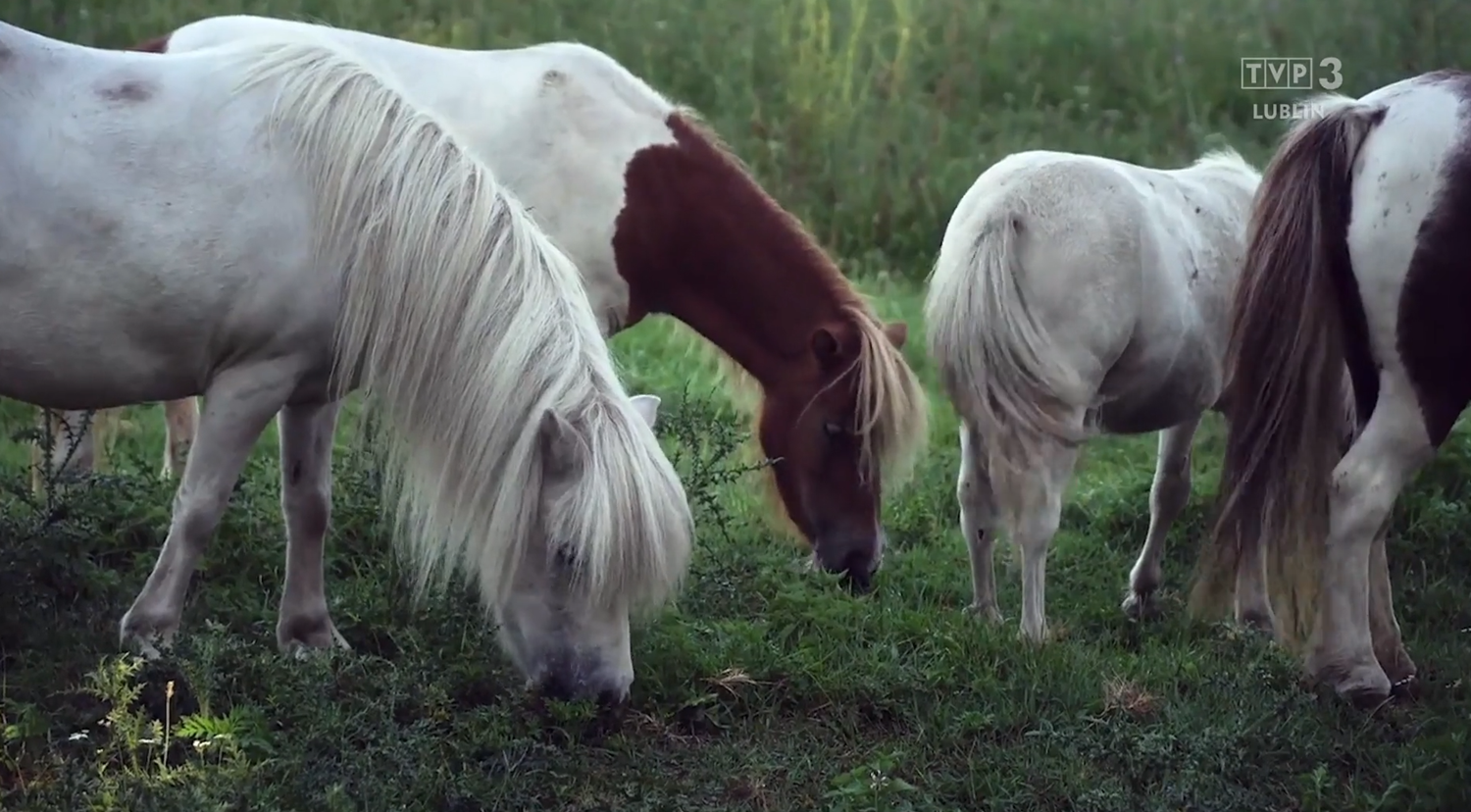 4 białe konie na pastwisku, jeden z&nbsp;brązową szyją
